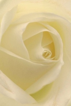 An intimate look into the heart of a rose, rendered in soft ivory and cream, brings the gentle spirit of Sands End to life. Each petal curves inward in precise, harmonious spirals, their surface both velvety and almost sheer where the morning sunlight filters through. Shadows play gently in the folds, giving the impression of endless depth-much like the peaceful stretches of the Thames nearby. The rose evokes a sense of calm anticipation: the hush before joyful celebration or the solemn peace after parting words. The delicate layers are so flawless, you can almost trace them with your fingertips, imagining the coolness of dawn settling over the local streets. The artistry is unmistakable-a florist's careful hand evident in every layer's perfect arrangement, echoing the subtle beauty of Sands End's quiet corners. A bouquet featuring such a rose is the very embodiment of grace, ideal for anniversaries, sympathy, or tokens of sincere respect. As the fragrance-a mere whisper of sweetness-hangs in the air, it envelops you with memories of moments shared along Wandsworth Bridge Road. Each petal, each shadow is a testament to refined floral design and the timeless appeal that local florists bring to their community.